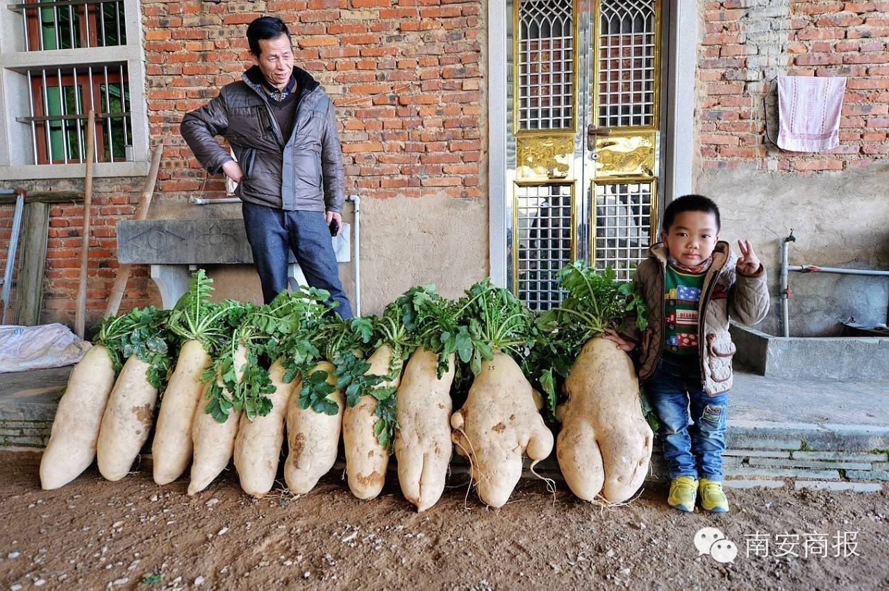 福建农户刨出十几个超级萝卜 最重达35斤(图)